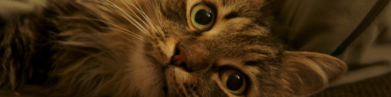 Есть ли где-нибудь в мире секс-шоп для животных, где продаются надувные кошки? А том мой кот днем и ночью ходит и орет.