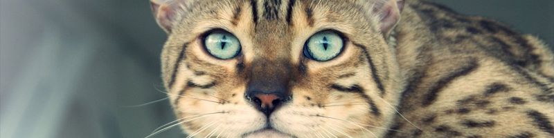 ����� �� ���� ���� � �������?